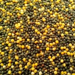 diverse-seeds-including-soybean-seed-canola-peas